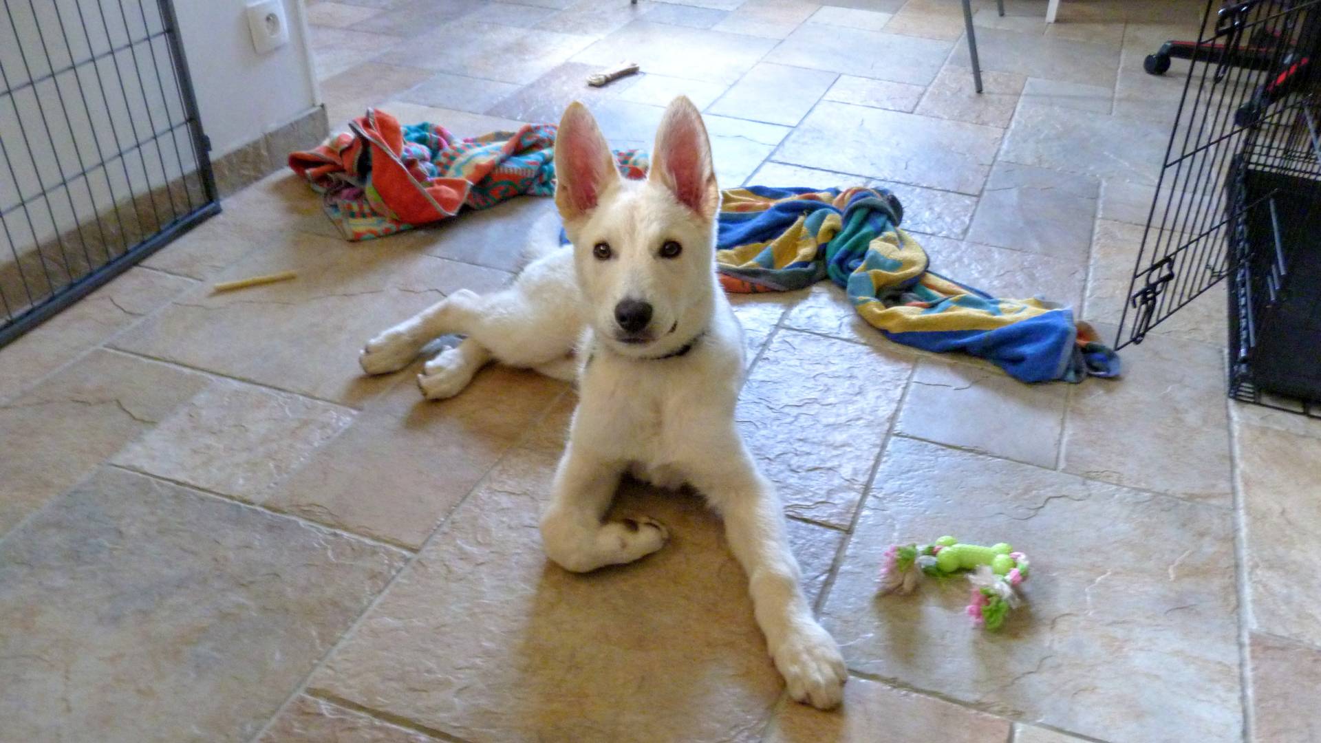 Crate and puppy pen