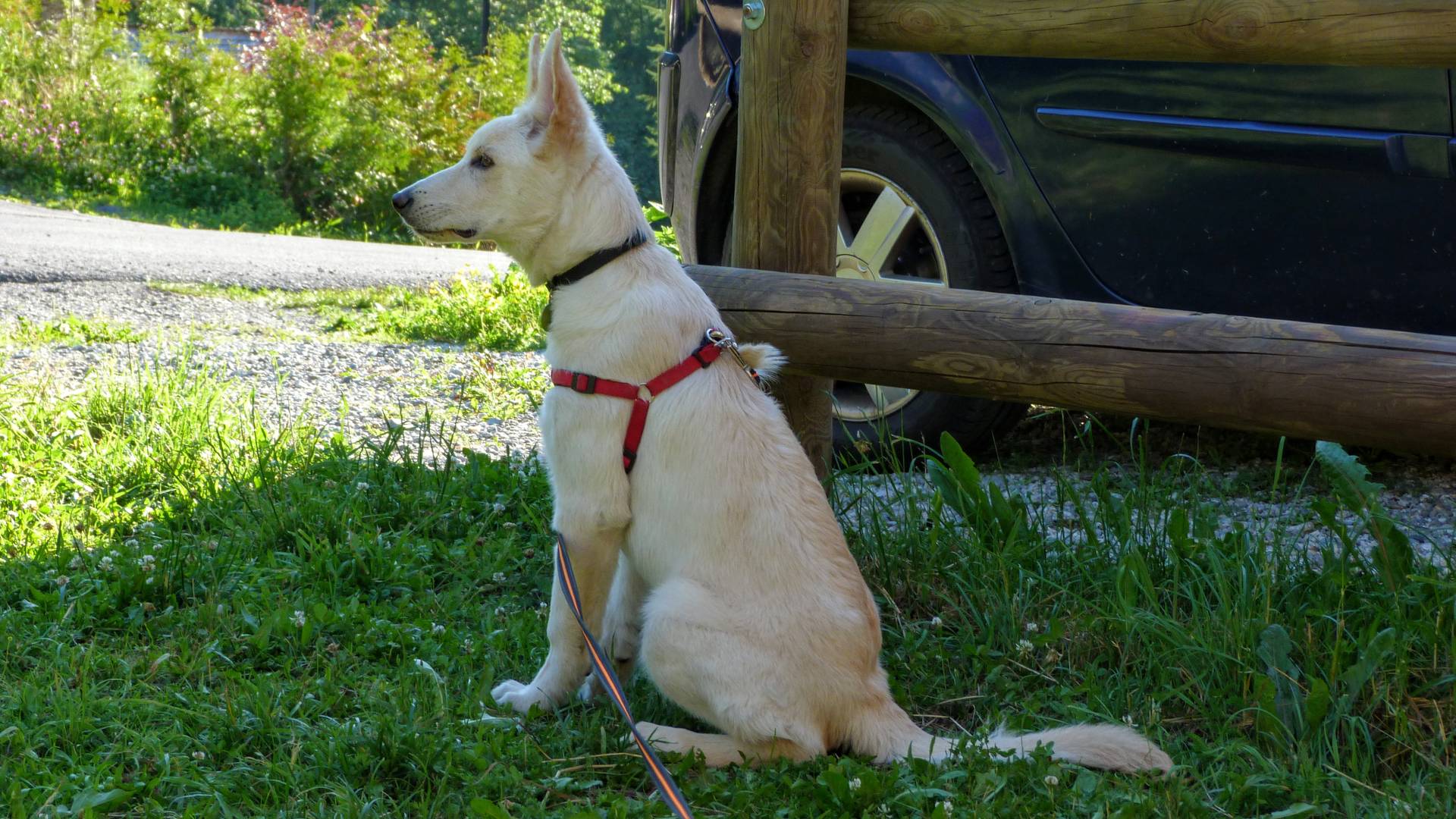 Dog in the garden