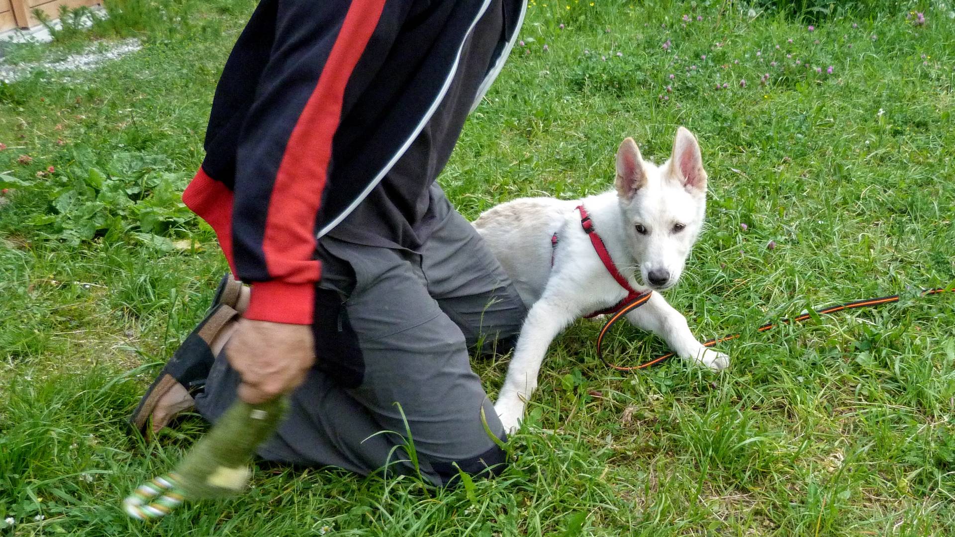 Focused puppy training