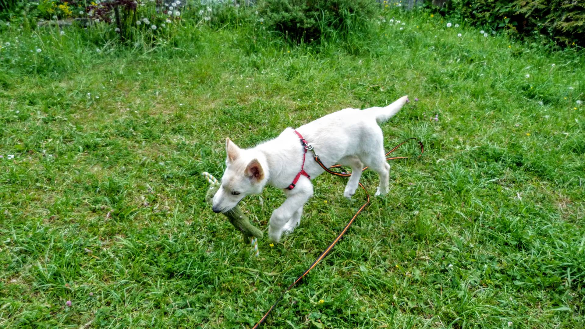 Toy, harness and long leash